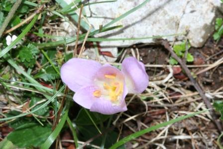 Colchicum: alpinum e neapolitanum?